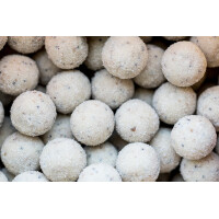 Traveller Angebote Seafood Dumbells 14/18mm